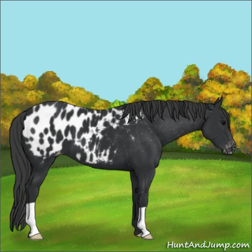 Horse Color:Black Appaloosa 