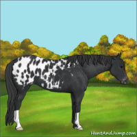 Horse Color:Black Appaloosa 