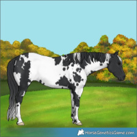 Horse Color:White Spotted Black