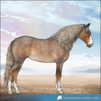 Horse Color:Chocolate Palomino Roan 