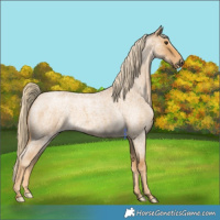 Horse Color:Palomino Roan 