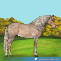 Horse Color:Chocolate Palomino Roan 