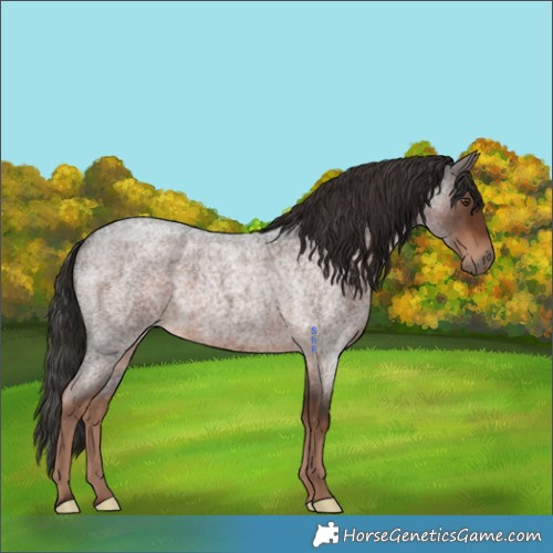 Horse Color:Liver Red Roan 