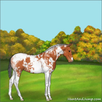 Horse Color:White Spotted Bay Tobiano 
