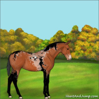 Horse Color:Bay Tobiano