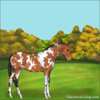 Horse Color:White Spotted Bay 