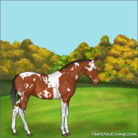 Horse Color:White Spotted Bay Tobiano Varnish 