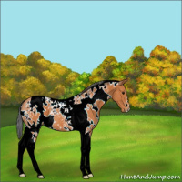Horse Color:White Spotted Bay Tobiano 