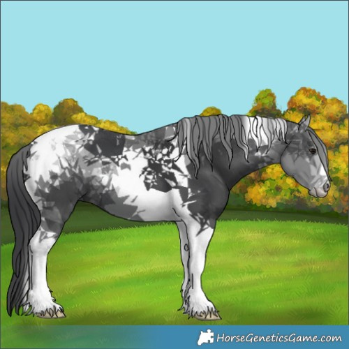 Horse Color:Black Tobiano 