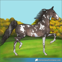 Horse Color:Platinum White Spotted Liver Chestnut Rabicano 