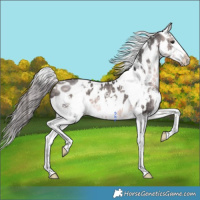Horse Color:Platinum White Spotted Buckskin Appaloosa 