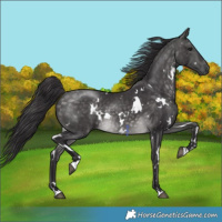Horse Color:Platinum White Spotted Buckskin 