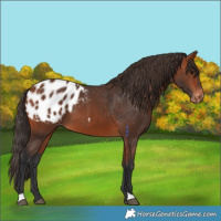 Horse Color:Bay Appaloosa 