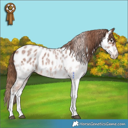 Horse Color:White Spotted Red Roan Appaloosa 
