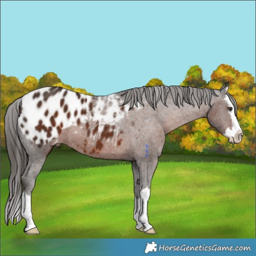 Horse Color:Liver Chestnut Splash Appaloosa 