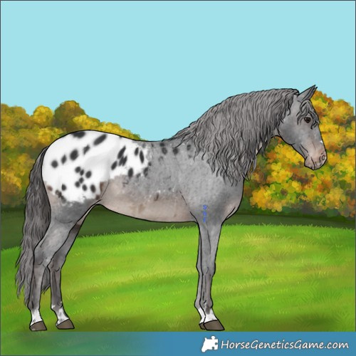 Horse Color:Brown Appaloosa 