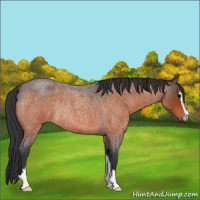 Horse Color:Bay Roan Sabino Rabicano