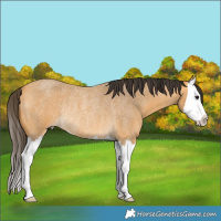 Horse Color:Buckskin Roan Splash Rabicano