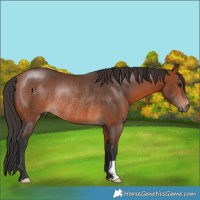 Horse Color:Bay Rabicano 