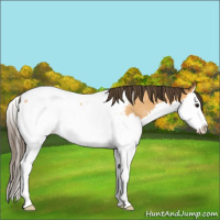 Horse Color:Buckskin Roan Sabino Splash Near Fewspot Rabicano 