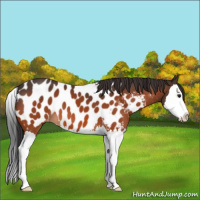 Horse Color:Bay Sabino Splash Appaloosa 