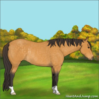 Horse Color:Buckskin Rabicano 