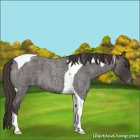 Horse Color:Smoky Blue Roan Tobiano Appaloosa