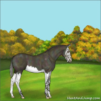 Horse Color:Midnight Buckskin Dun Sabino Splash