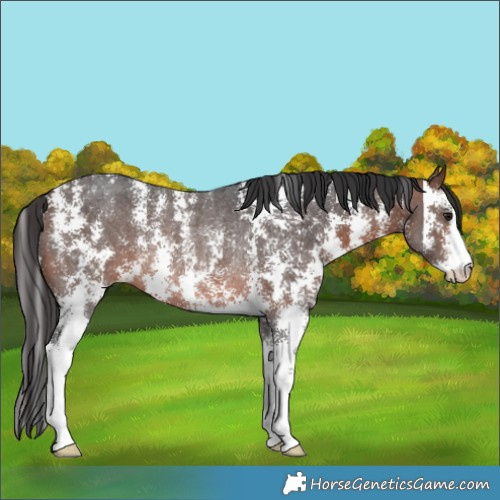 Horse Color:Brown Sabino Rabicano 