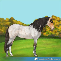 Horse Color:Buckskin Roan