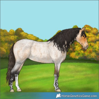 Horse Color:Buckskin Roan