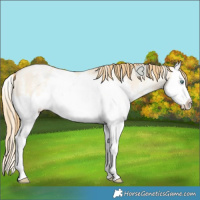 Horse Color:Smoky Grullo Pearl Sabino Splash Rabicano 