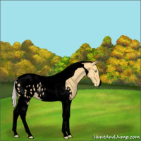 Horse Color:Void Silver Amber Cream Champagne Dun Tobiano Blanket 