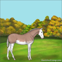 Horse Color:Platinum Silver Bay Splash Varnish 
