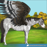 Horse Color:Liver Red Roan Sabino Rabicano 