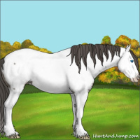 Horse Color:Grullo Splash Appaloosa 