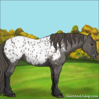 Horse Color:Grullo Appaloosa 