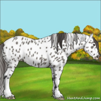 Horse Color:Grullo Appaloosa 