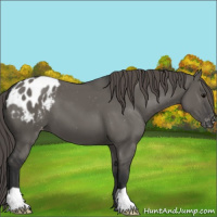 Horse Color:Grullo Appaloosa 