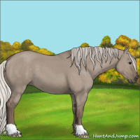 Horse Color:Silver Grullo