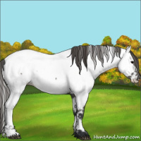 Horse Color:Grullo Appaloosa 
