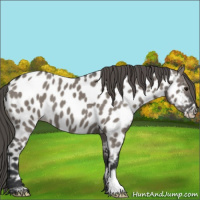 Horse Color:Grullo Appaloosa 