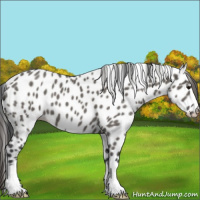 Horse Color:Grullo Appaloosa 