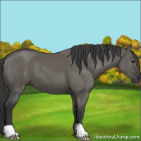 Horse Color:Grullo 