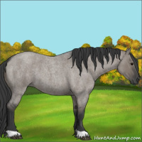 Horse Color:Grullo Roan 