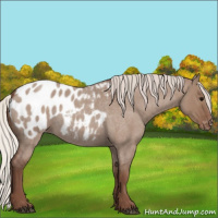 Horse Color:Silver Grullo Roan Appaloosa 