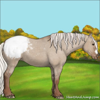 Horse Color:Silver Grullo Appaloosa 