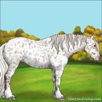 Horse Color:Silver Grullo Roan Appaloosa 