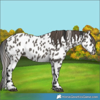 Horse Color:Grullo Leopard 