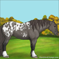 Horse Color:Grullo Appaloosa 